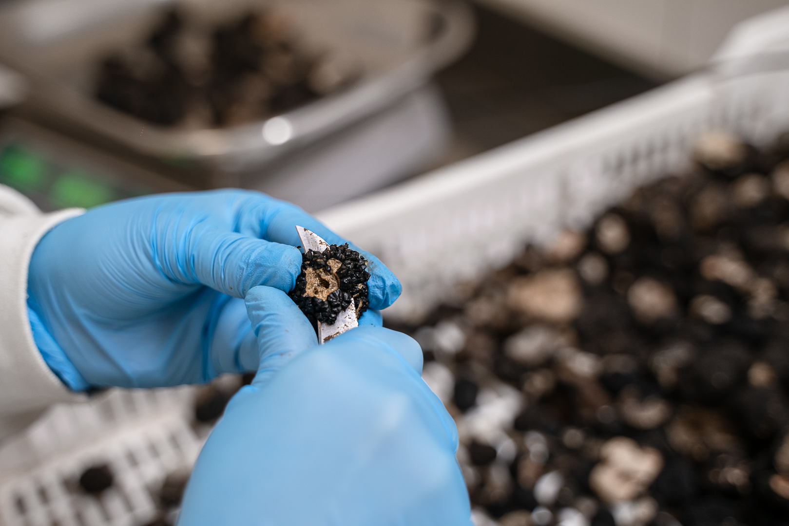 Selezione del tartufo