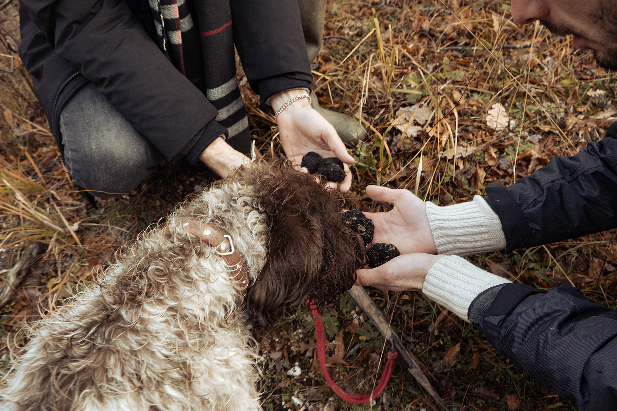 Cane da tartufo al lavoro