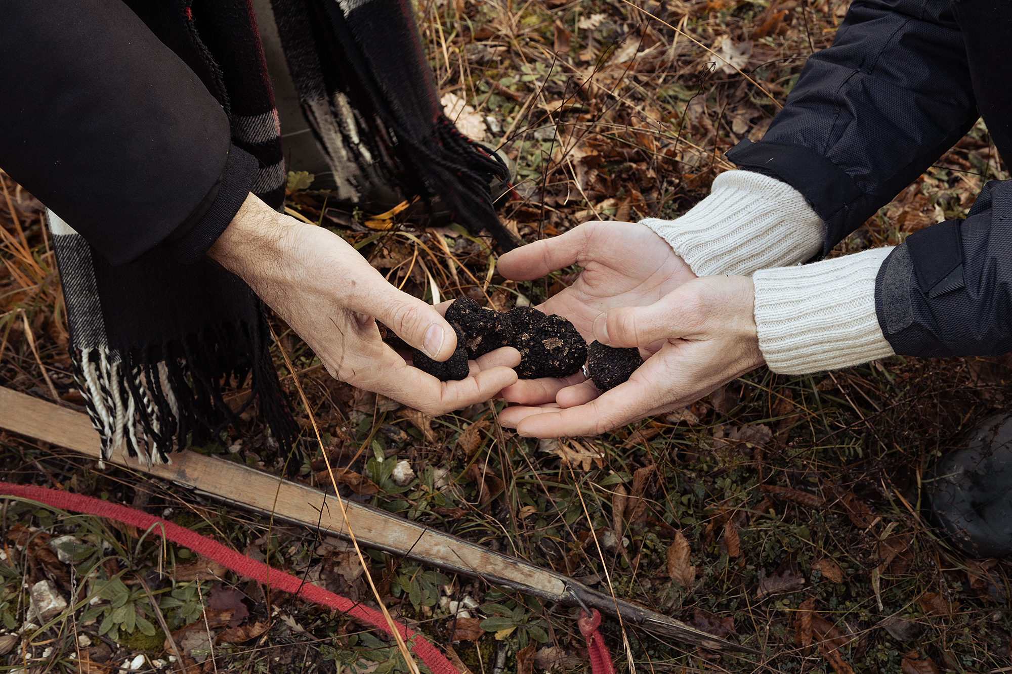 Tartufi appena raccolti nelle mani