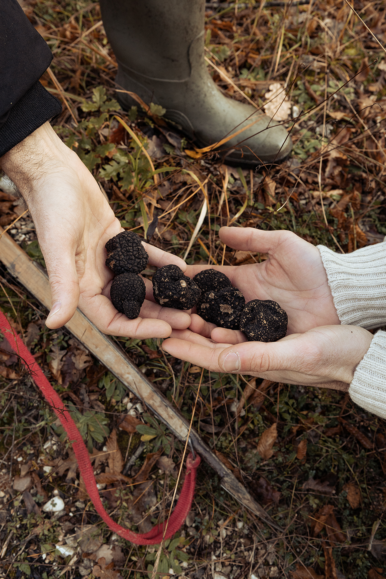 Raccolta tartufi nei boschi